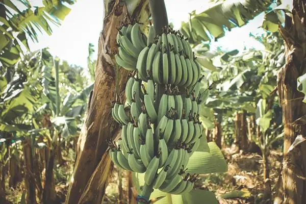 Banana tree in a plantation