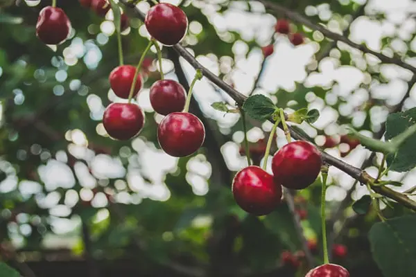 Cherries