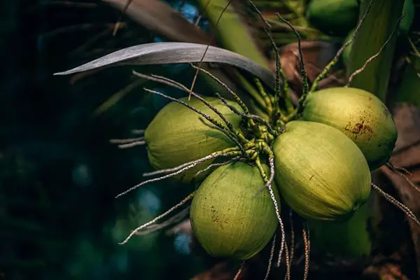 Coconuts on a tree