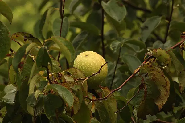 Guava on a tree
