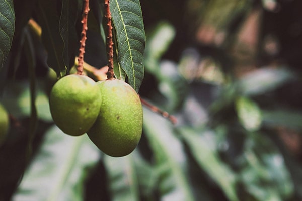 30 Fruits Name In Sanskrit With Pictures Sprout Monk