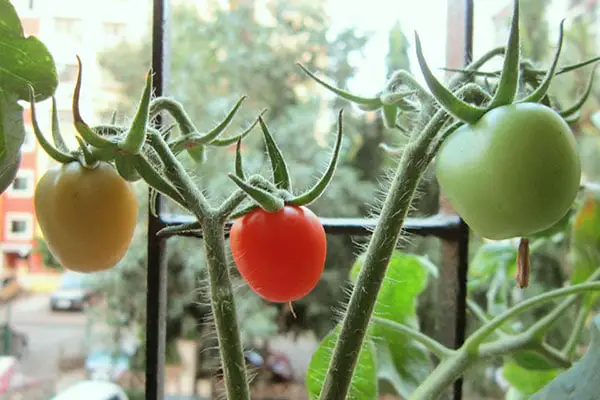 Tomatoes on a plant