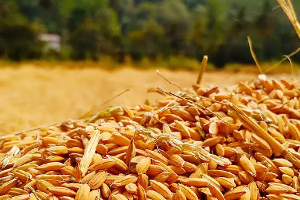 Wheat grains in the field