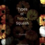types of yellow squash cover image