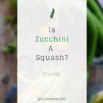 is zucchini a squash cover image