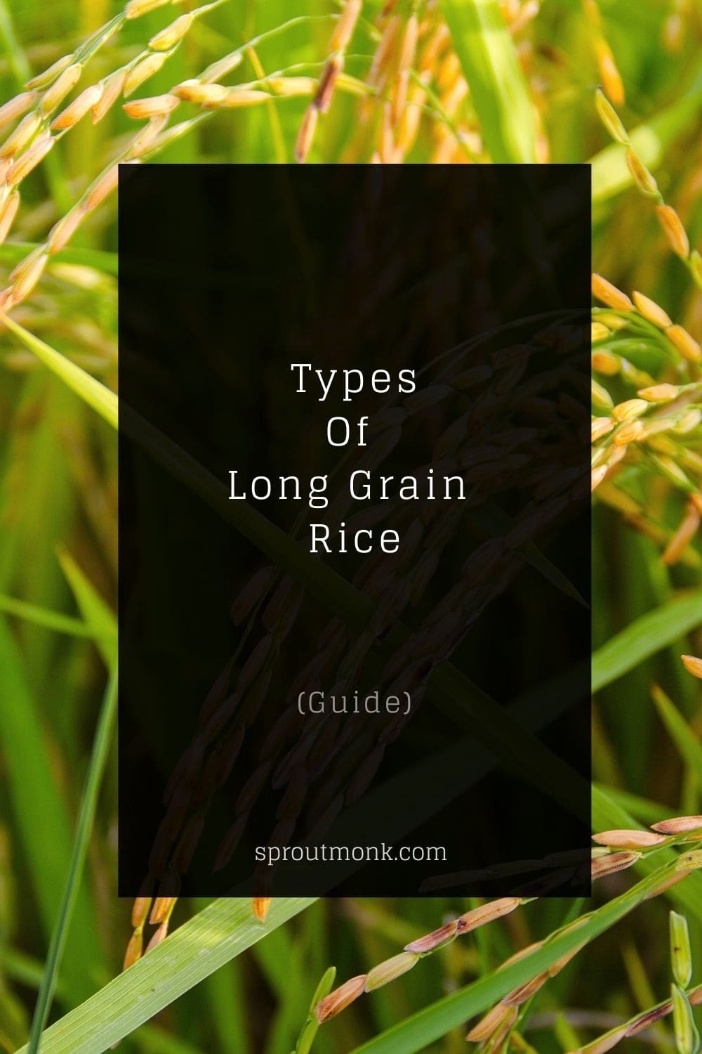 types of long grain rice guide cover image