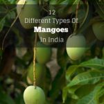 types of mangoes in india cover image