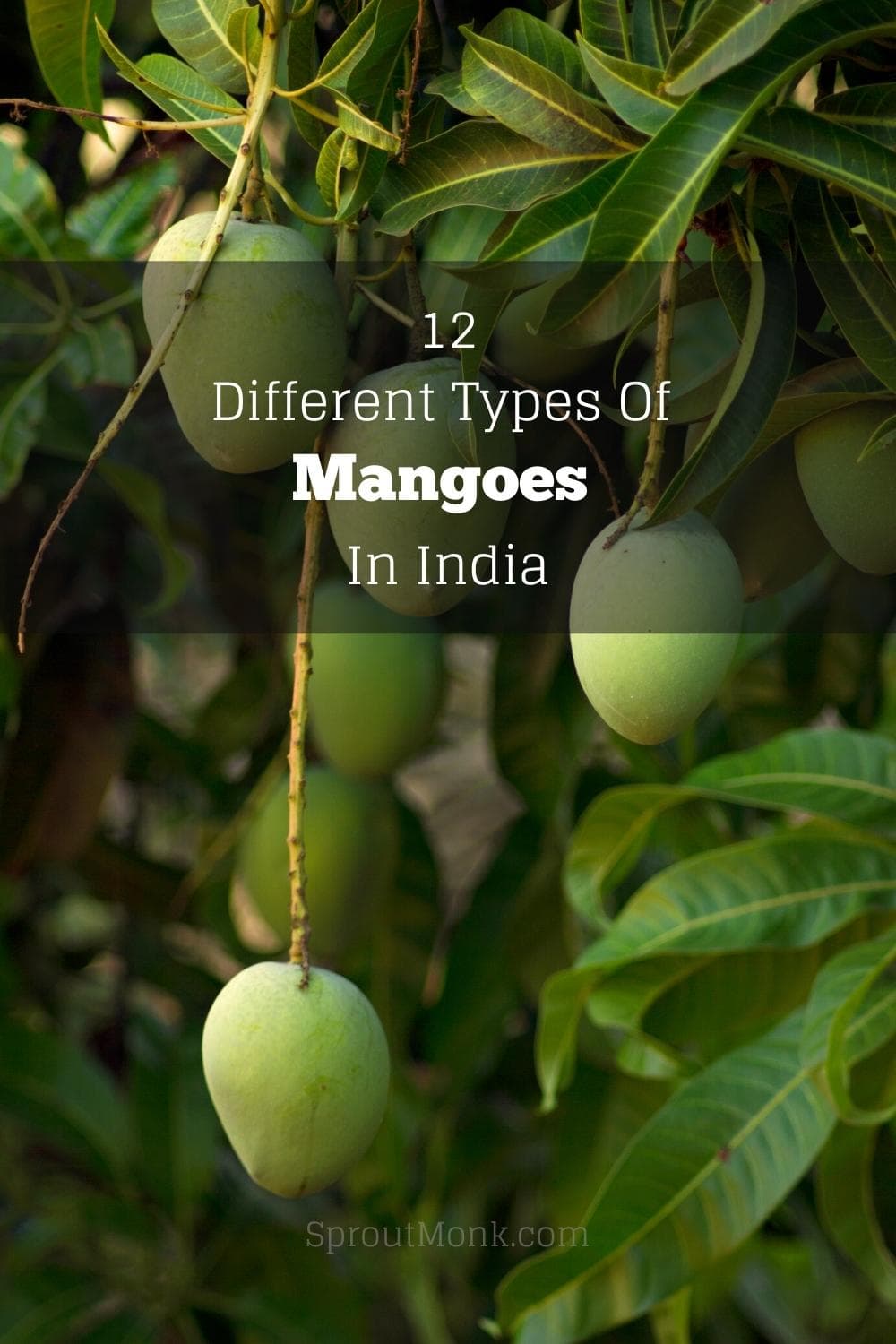 types of mangoes in india cover image