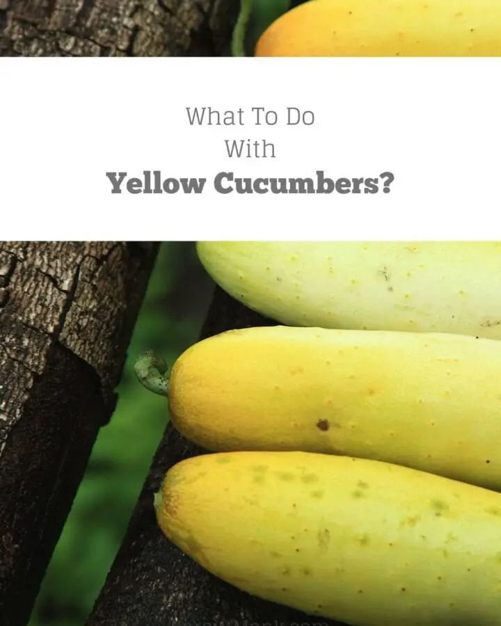 what to do with yellow cucumbers cover image