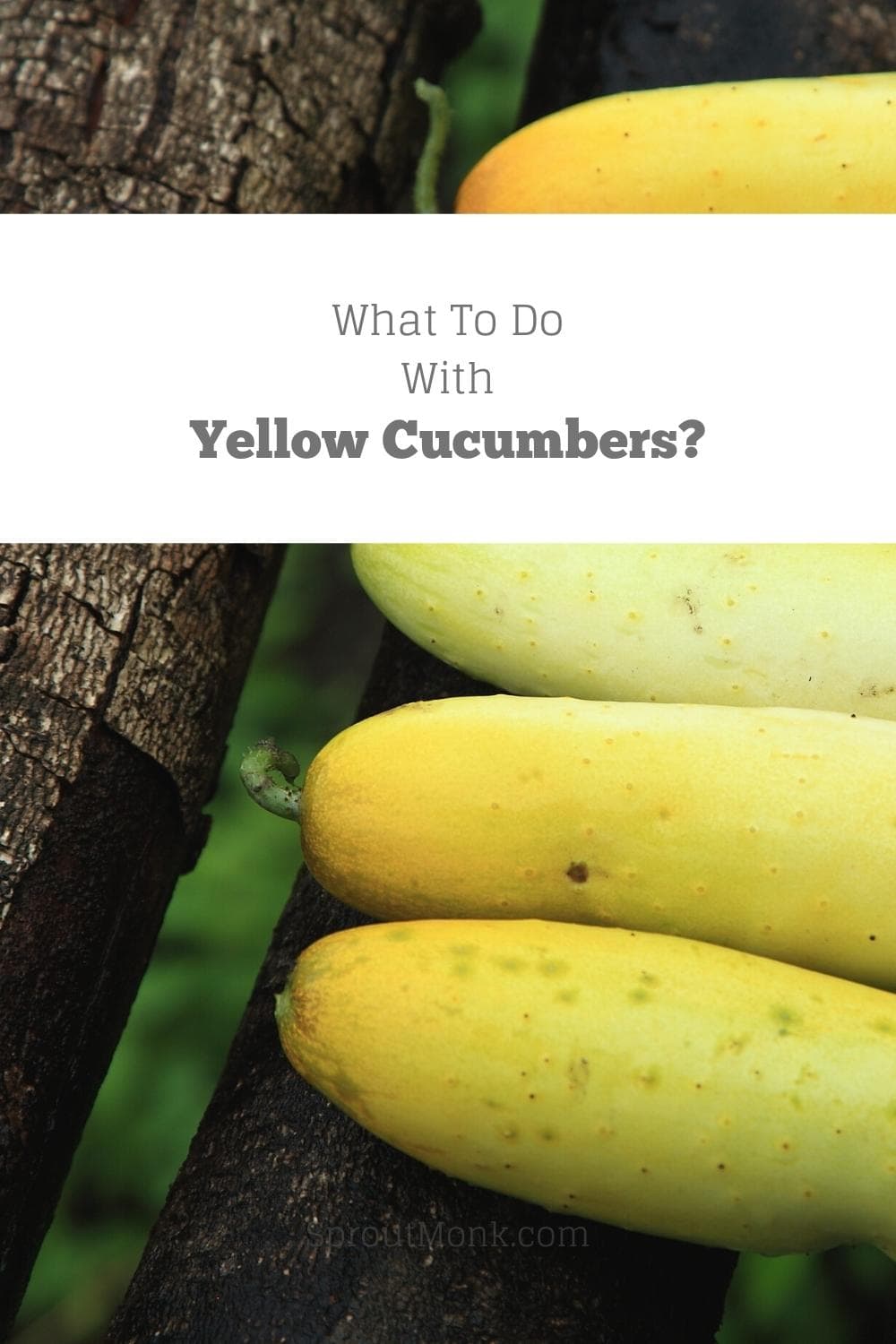 what to do with yellow cucumbers cover image