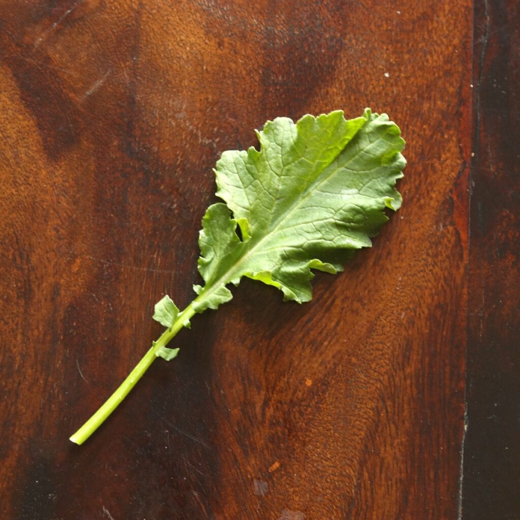 tender sarson leaf